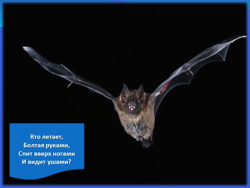 Кто летает,  Болтая руками,  Спит вверх ногами  И видит ушами?